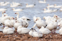 Ross's Goose