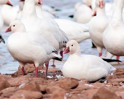 Ross's Goose