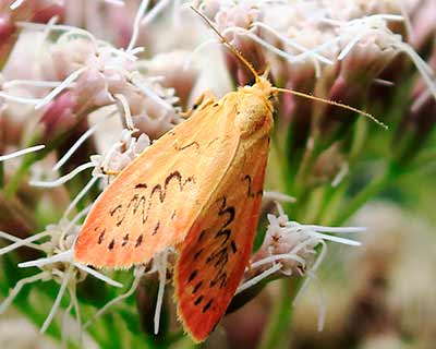 Rosy Footman