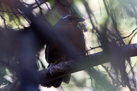 Rosy Thrush-Tanager