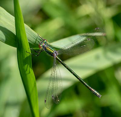 Robust Spreadwing