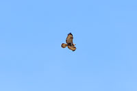 Rough-legged Hawk