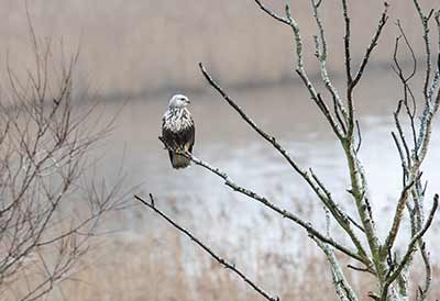 Rough-legged Hawk