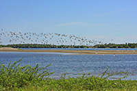 Royal Tern