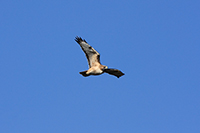 Red-tailed Hawk