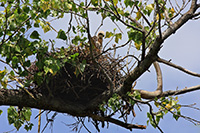 Red-tailed Hawk
