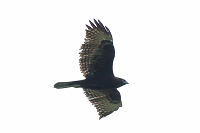 Red-tailed Hawk