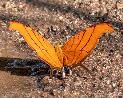 Ruddy Daggerwing