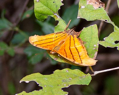Ruddy Daggerwing