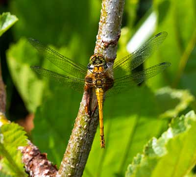 Ruddy Darter