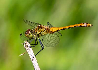 Ruddy Darter
