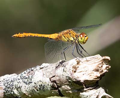 Ruddy Darter