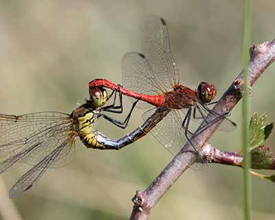 Ruddy Darter