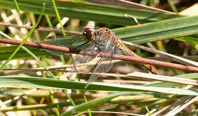 Ruddy Darter