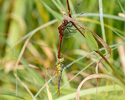 Ruddy Darter