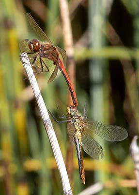 Ruddy Darter
