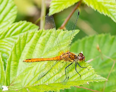 Ruddy Darter