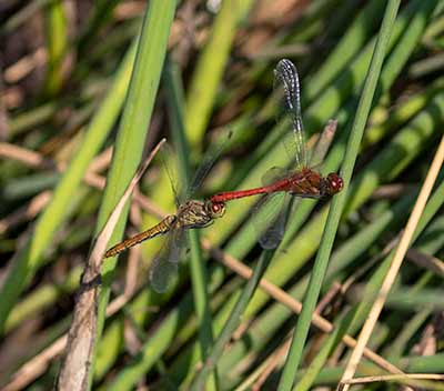 Ruddy Darter