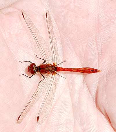 Ruddy Darter
