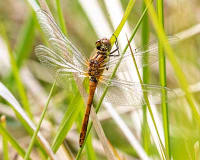 Ruddy Darter