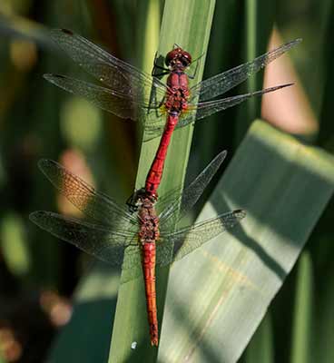 Ruddy Darter