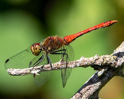 Ruddy Darter