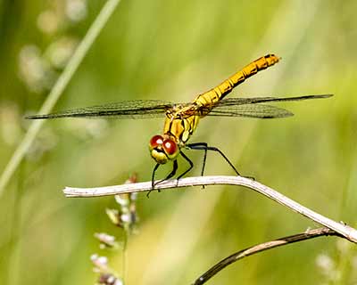 Ruddy Darter