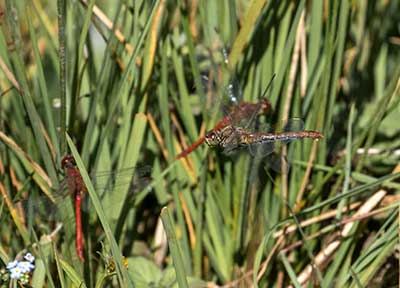 Ruddy Darter