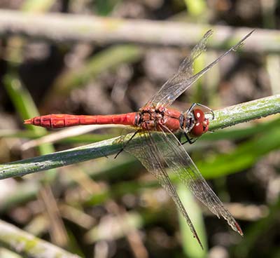 Ruddy Darter