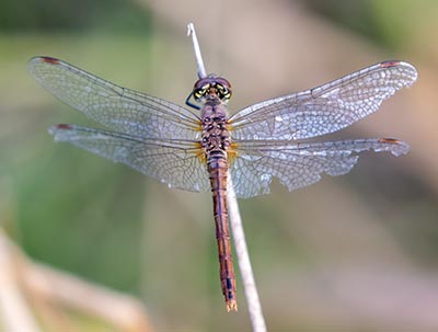 Ruddy Darter