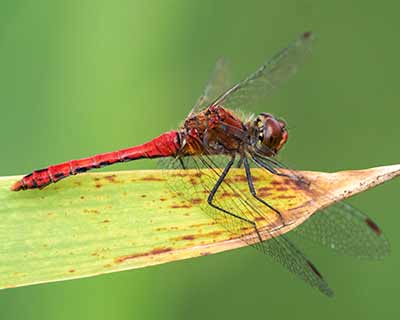 Ruddy Darter