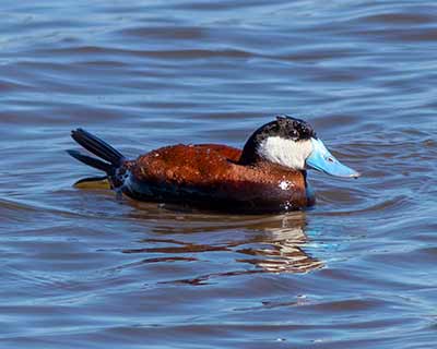 Ruddy Duck