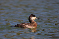 Ruddy Duck