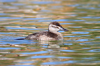 Ruddy Duck