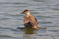 Ruddy Duck