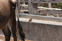 Ruddy Ground Dove