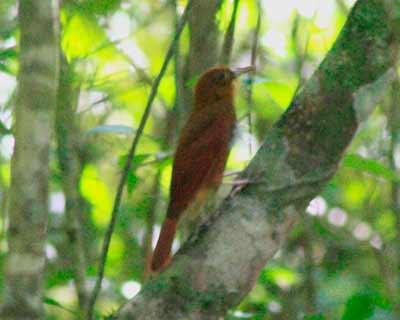 Ruddy Woodcreeper