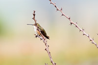 Rufous Hummingbird
