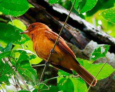 Rufous Mourner