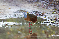 Russet-naped Wood-Rail