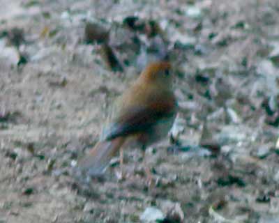 Catharus sp.