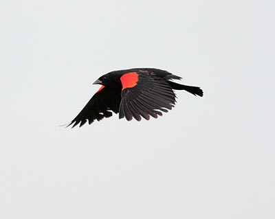Red-winged Blackbird