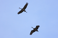 Sandhill Crane
