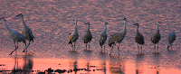 Sandhill Crane