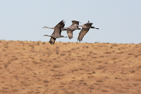 Sandhill Crane