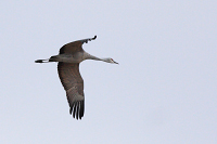 Sandhill Crane