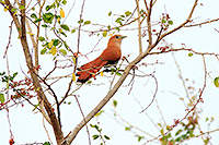 Mexican Squirrel-Cuckoo