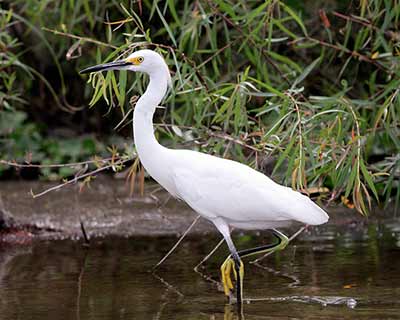Snowy Egret