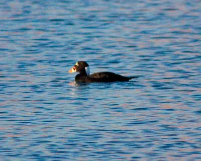 Surf Scoter
