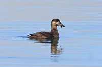 Surf Scoter
